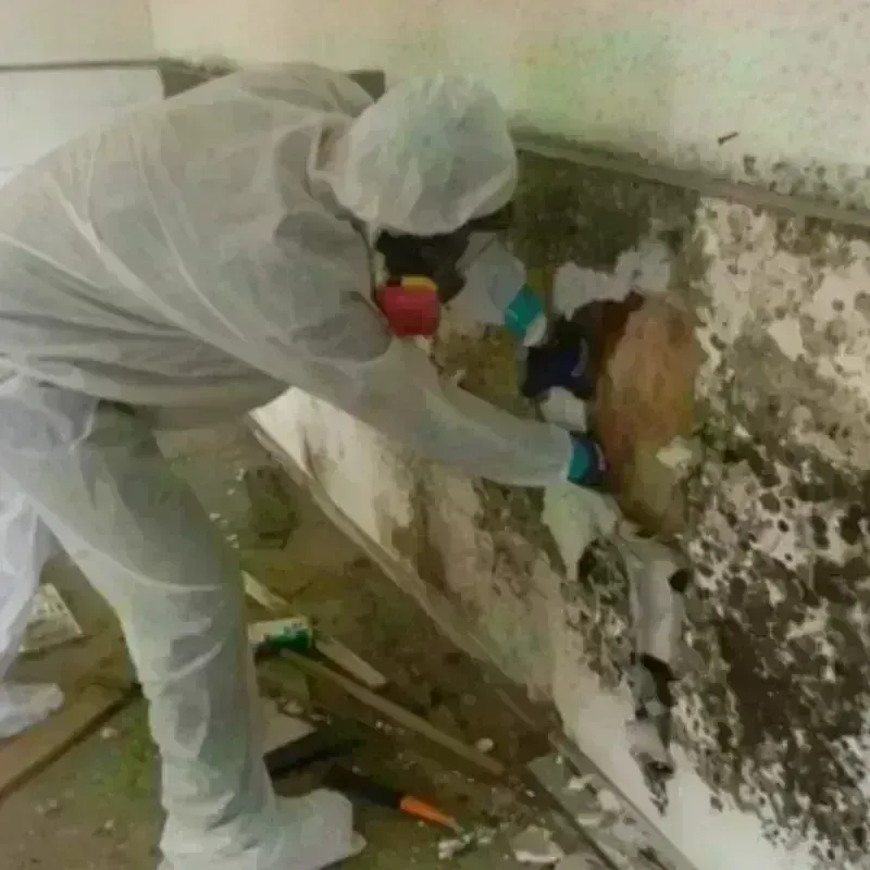 Mold Remediation and Removal in Wells, MN